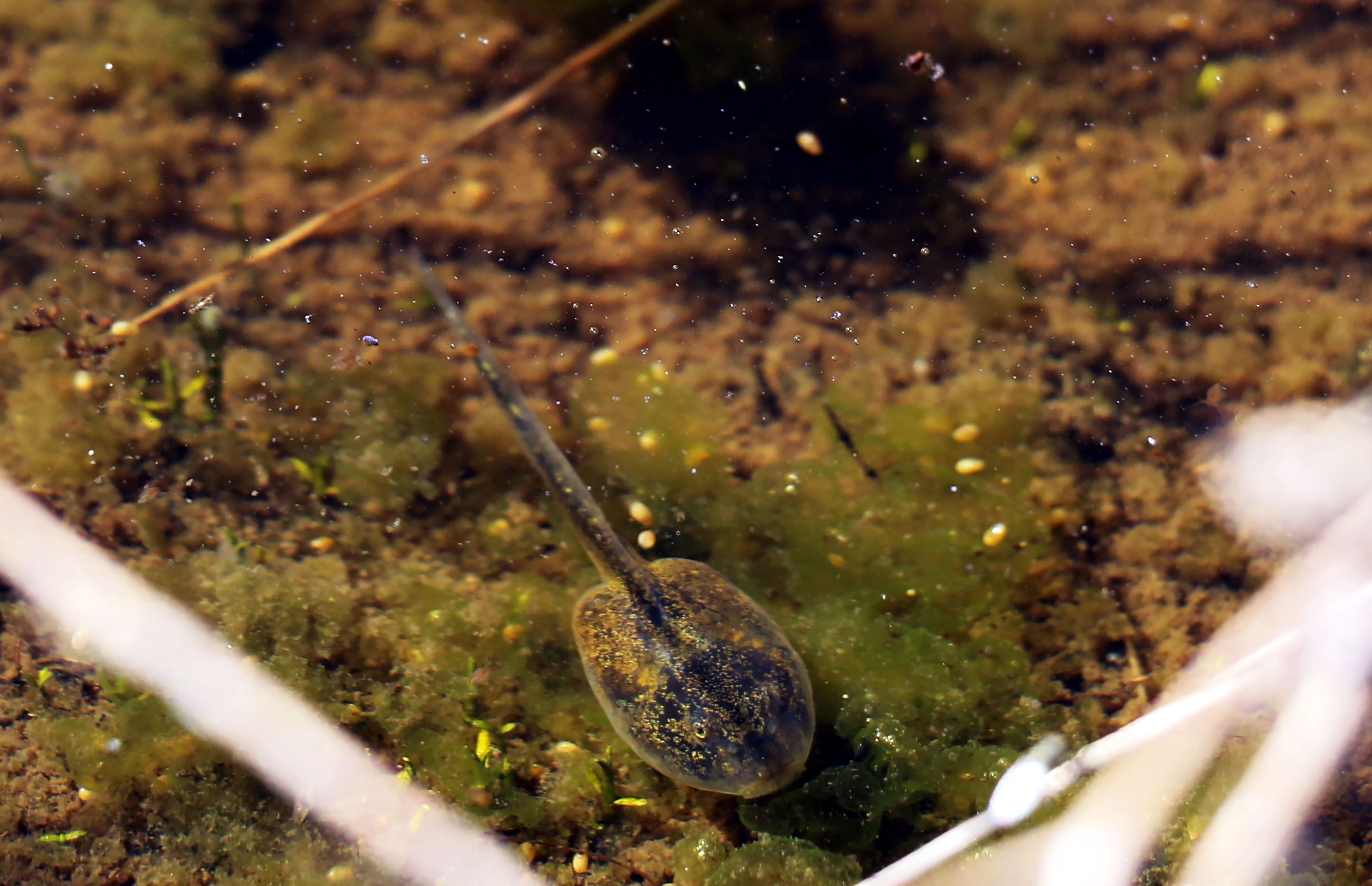 The Fastest Reproduction on Earth (Image Credits: Wikimedia)
