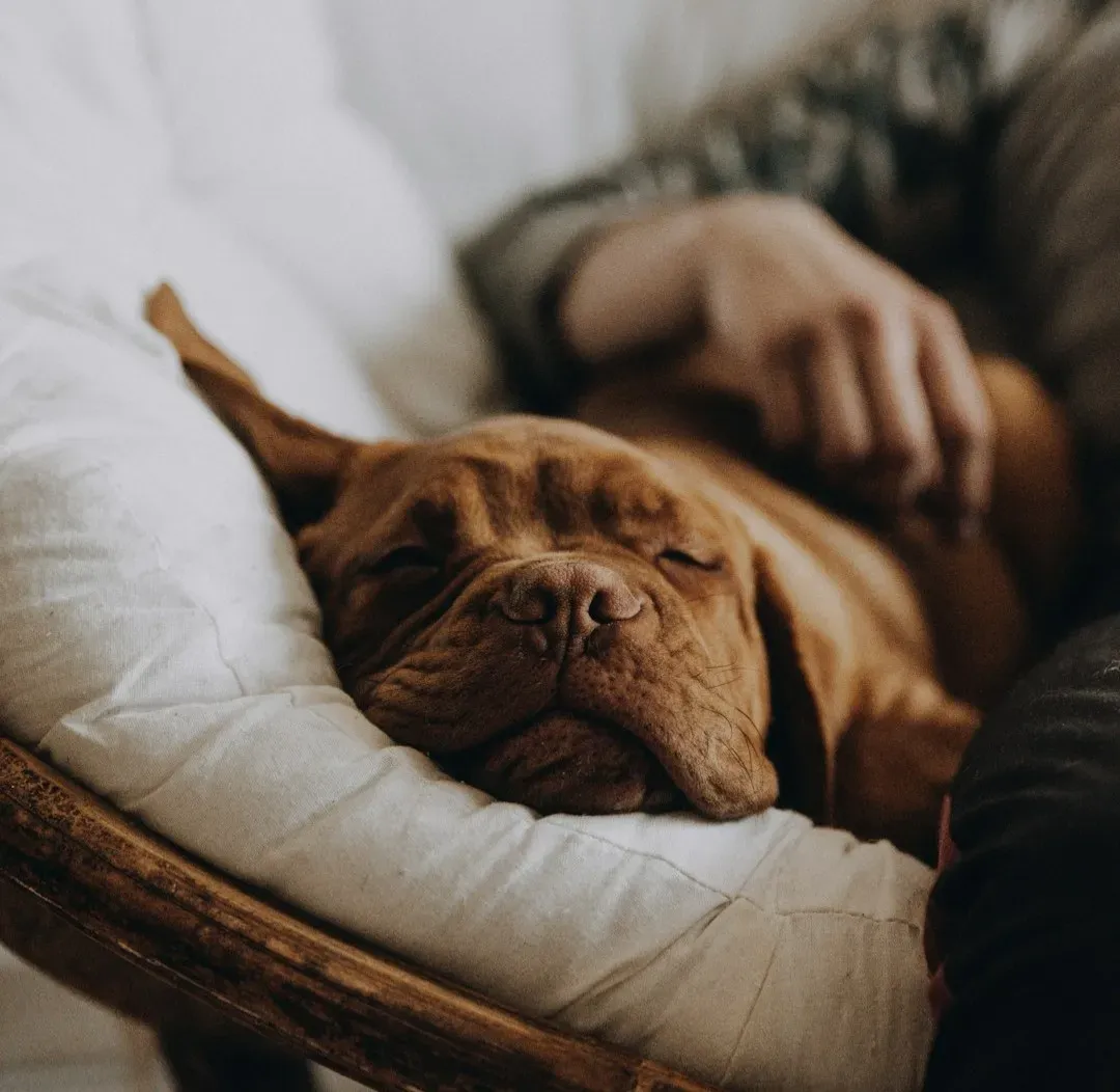 When Back-Pressing Might Signal Anxiety Instead of Calm (Image Credits: Unsplash)