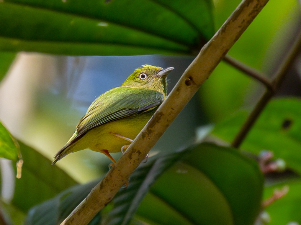 Golden-Crowned Manakins - A Hybrid Species That Made It (Image Credits: Wikimedia)
