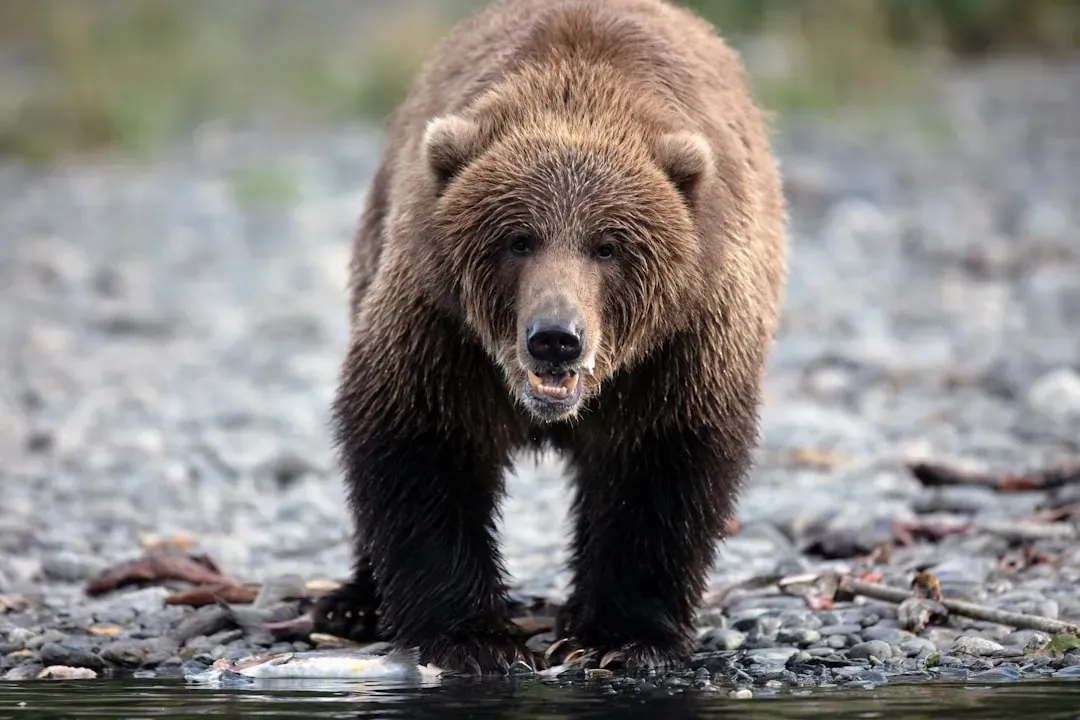 Aries: The Fearless Grizzly Bear (Image Credits: Unsplash)
