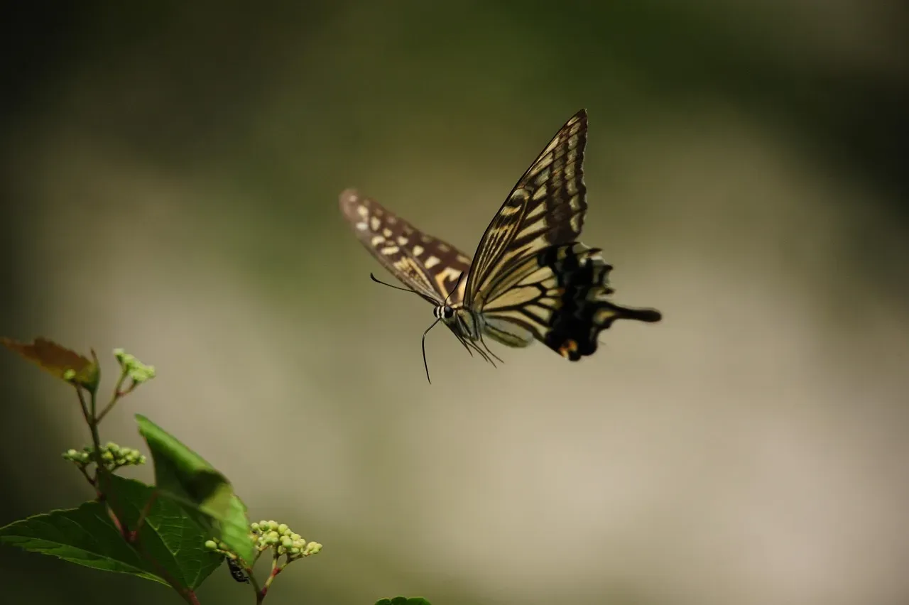 Using the Butterfly Effect Intentionally (Without Going Crazy) (Image Credits: Pixabay)