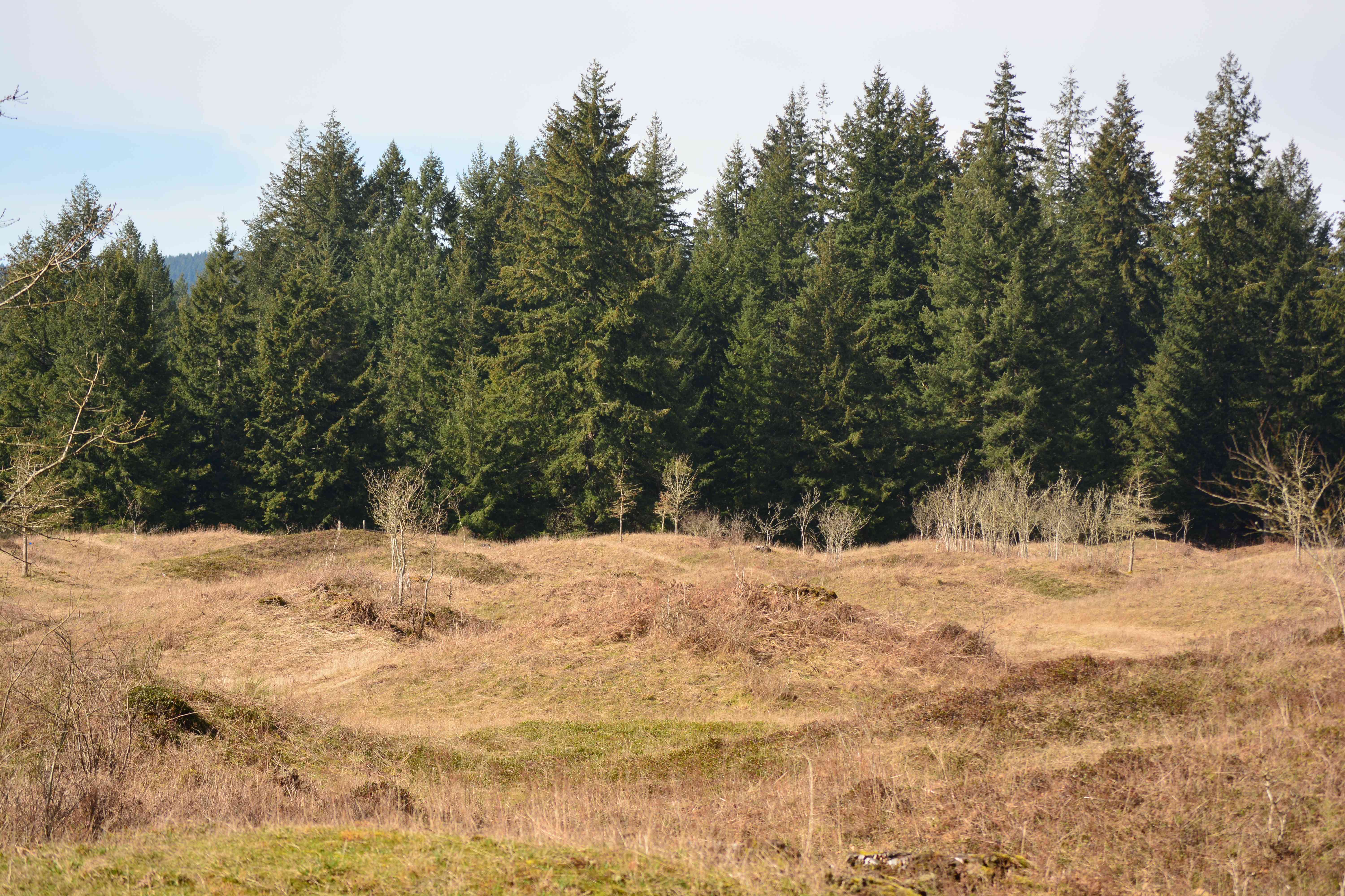 Washington's Mima Mounds - Nature's Unsolved Puzzle (Image Credits: Wikimedia)