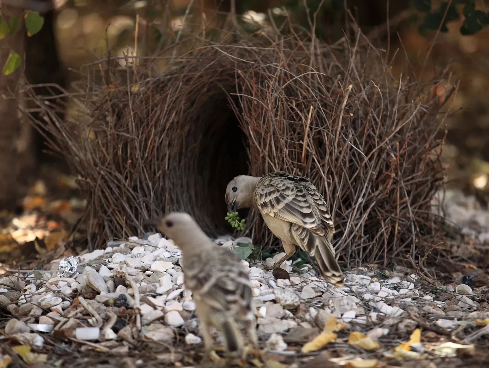 6. Bowerbirds: The Interior Designers of the Wild (By Maclearite, CC BY-SA 4.0)