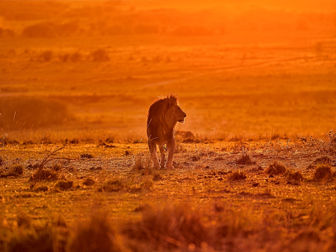 Leo: Solar Powered Desert Kings (Image Credits: Unsplash)