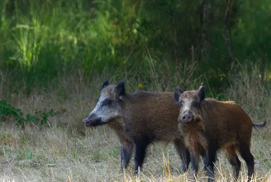13. Feral Hogs – Muscle, Tusks, and Attitude (Image Credits: Pexels)
