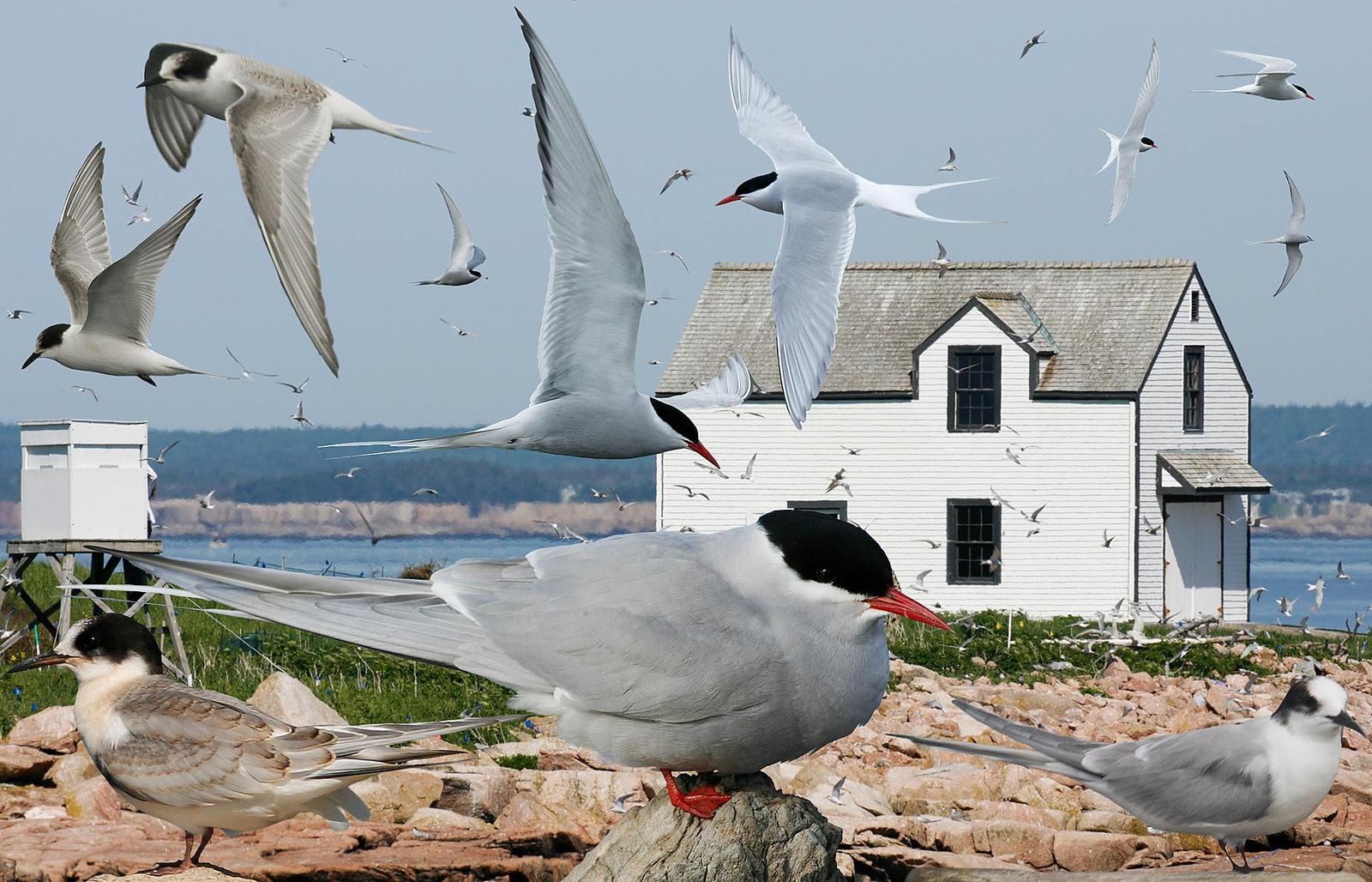 Extreme Migration Records (Image Credits: Wikimedia)