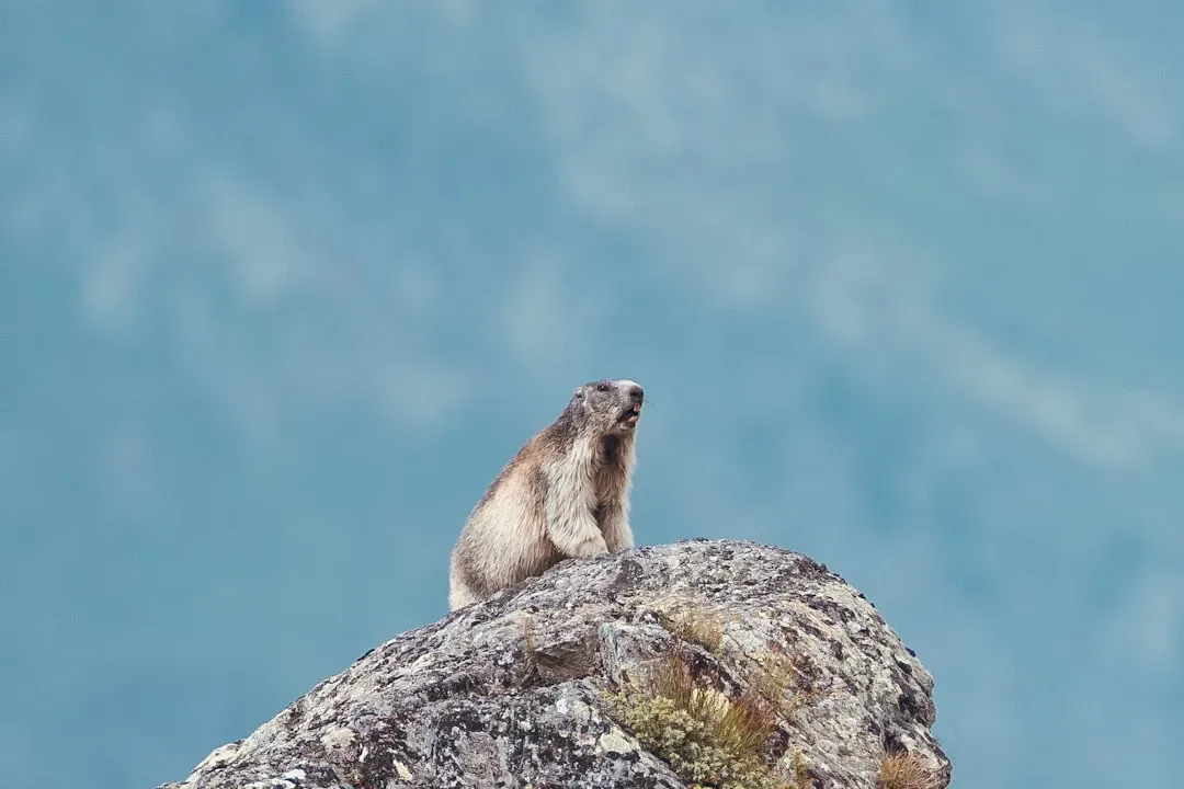 #3 Gemini – The Chattering Mountain Marmot (Image Credits: Unsplash)