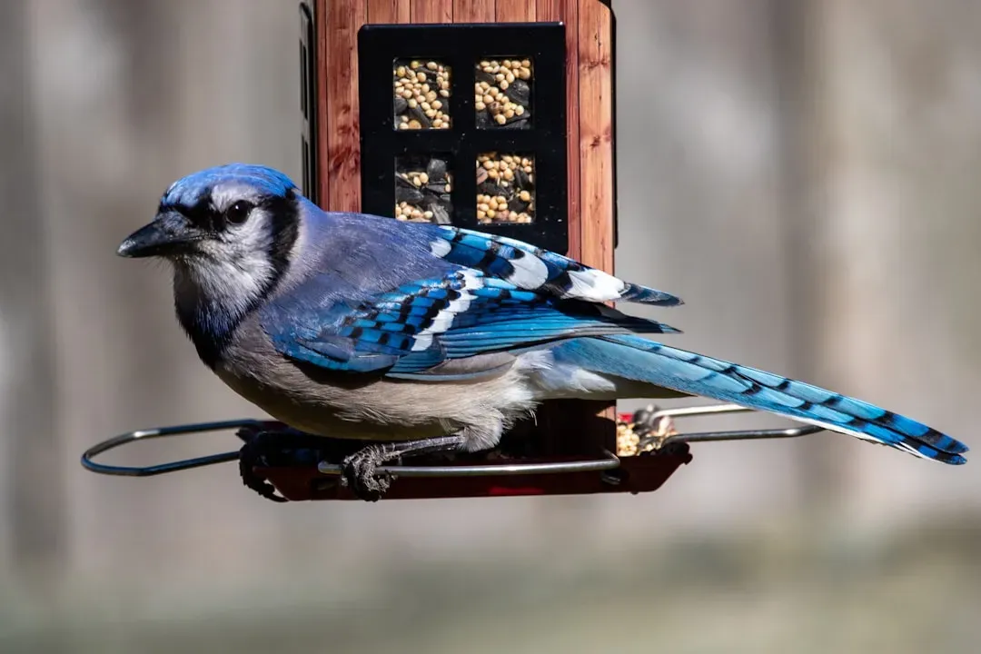 5. Blue Jay – The Loud Guardian and Seed Stasher (Image Credits: Unsplash)