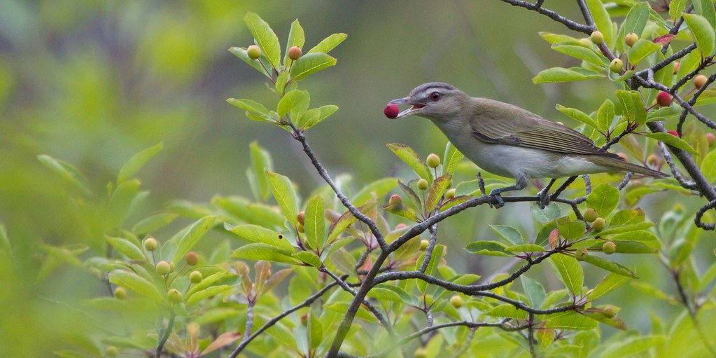 Species Compensation and Ecological Redundancy (Image Credits: Flickr)