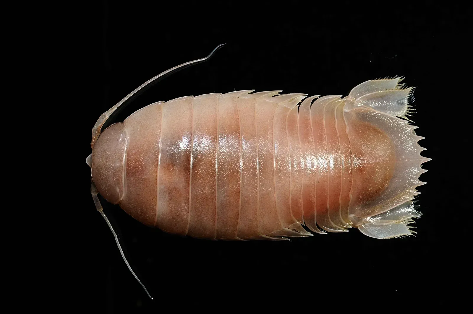 #11 - The Giant Isopod (Bathynomus giganteus and relatives) (MNHN - Museum national d'Histoire naturelle (2020). The crustaceans collection (IU) of the Muséum national d'Histoire naturelle (MNHN - Paris). Version 68.158. Occurrence dataset https://doi.org/10.15468/qgvvhd accessed via GBIF.org on 2020-03-24. https://www.gbif.org/occurrence/1019682897, CC BY 4.0)