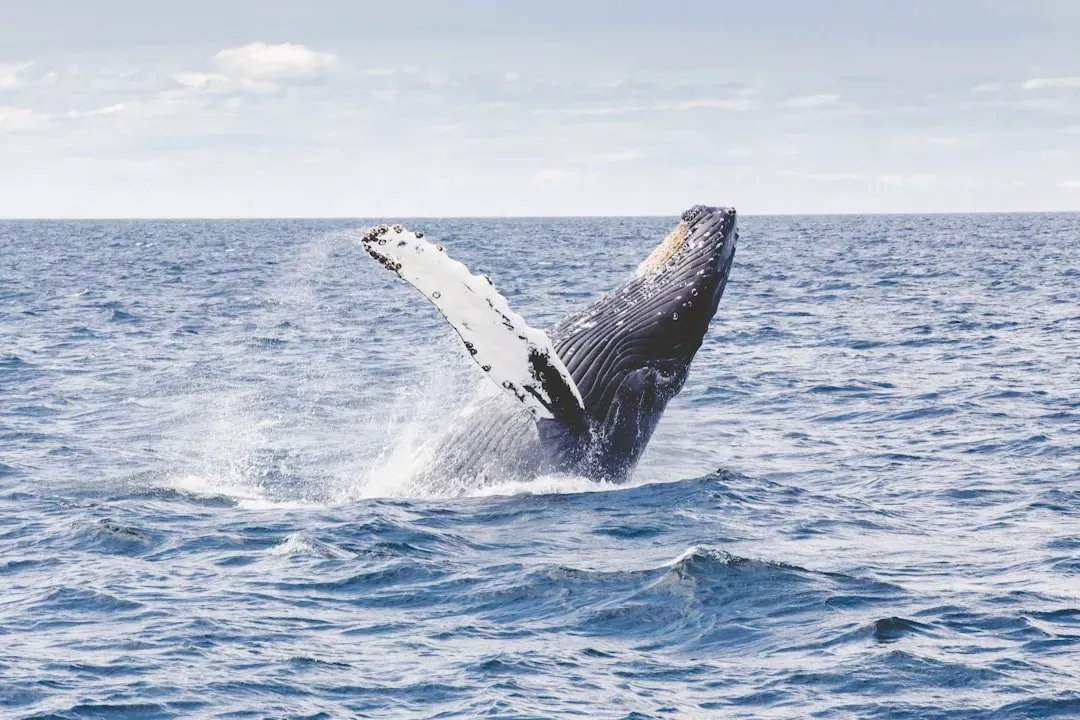 What Whale Culture Forces You to Rethink About Intelligence (Image Credits: Unsplash)