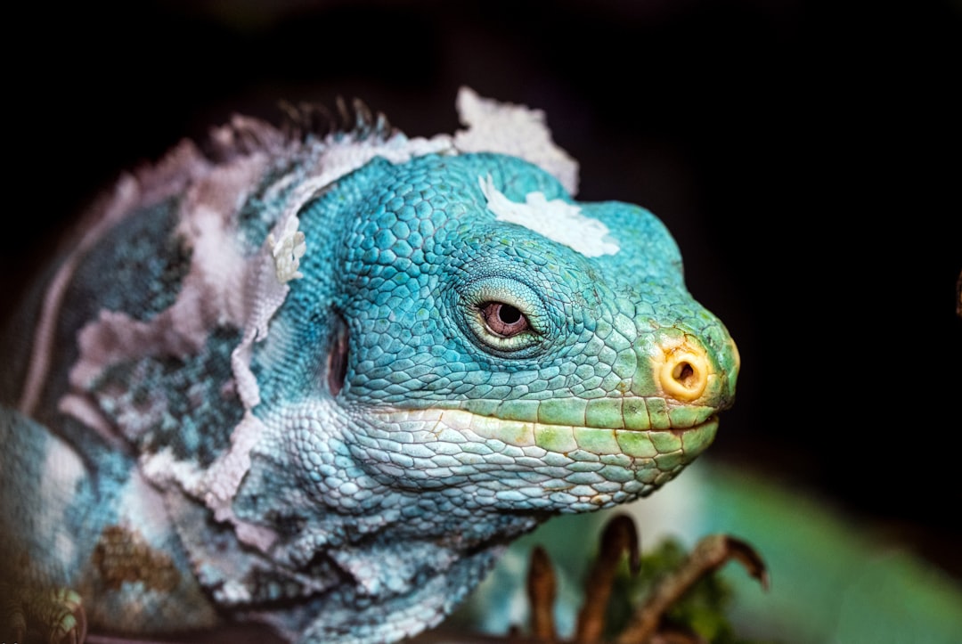 The Lizard: Shedding What No Longer Serves (Image Credits: Unsplash)