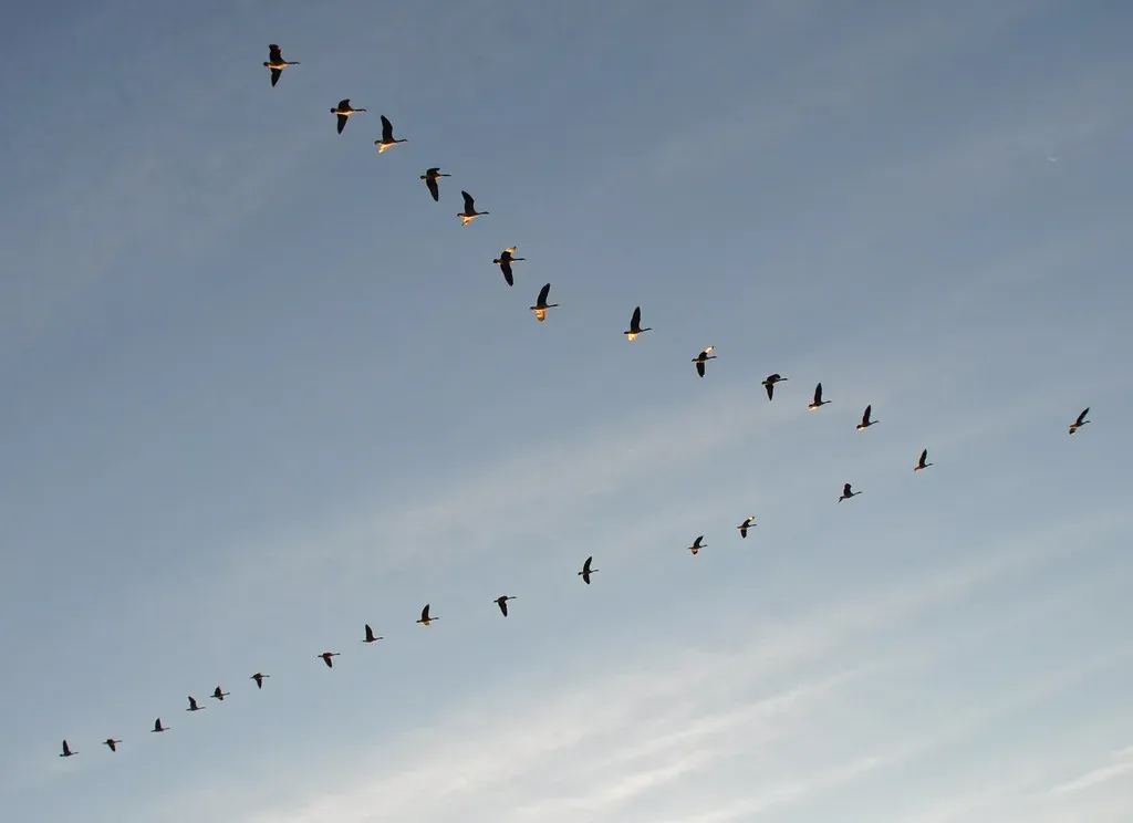 2. Geese Take Turns at the Hardest Job: Leading the Flock (bobosh_t, Flickr, CC BY-SA 2.0)