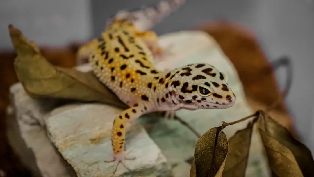 9. Leopard Geckos: Calm Reptiles That Recognize Routine and Gentle Hands (Image Credits: Unsplash)