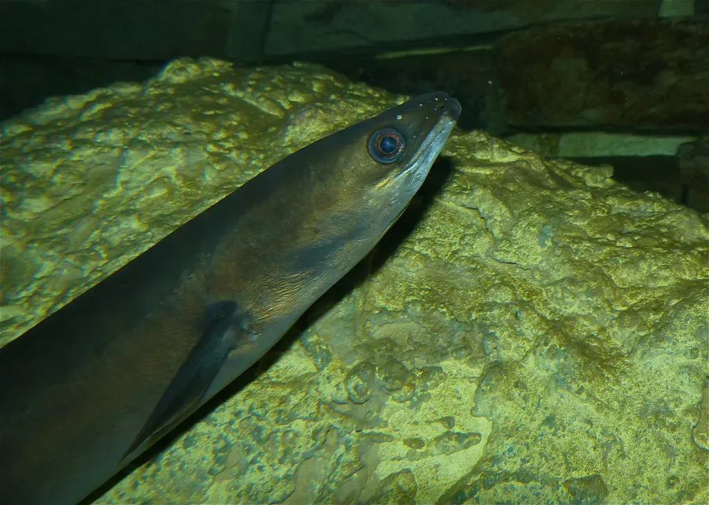 5. European Eels: From Secretive Rivers to a Hidden Sea (Bernard DUPONT, Flickr, CC BY-SA 2.0)