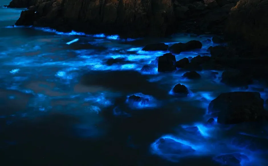 8. Dinoflagellates: Glowing Waves and Living Starlight (Image Credits: Pexels)