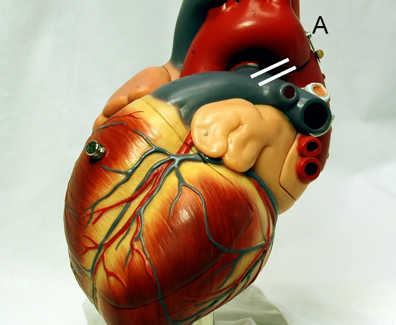 Caring for the Most Important Machine You’ll Ever Own (Image Credits: Wikimedia)