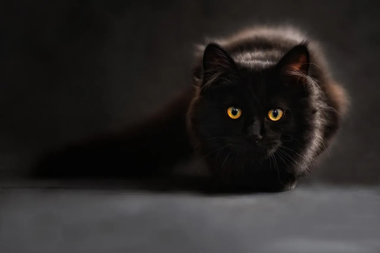 How to Respond When Your Cat Freezes and Stares (Image Credits: Pixabay)