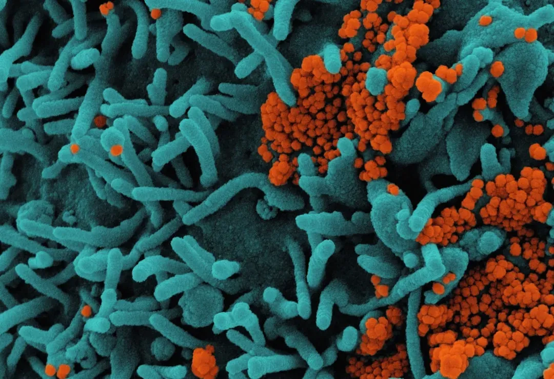 Microbial Roles in the Nutrient Cycles That Sustain Life (Image Credits: Unsplash)