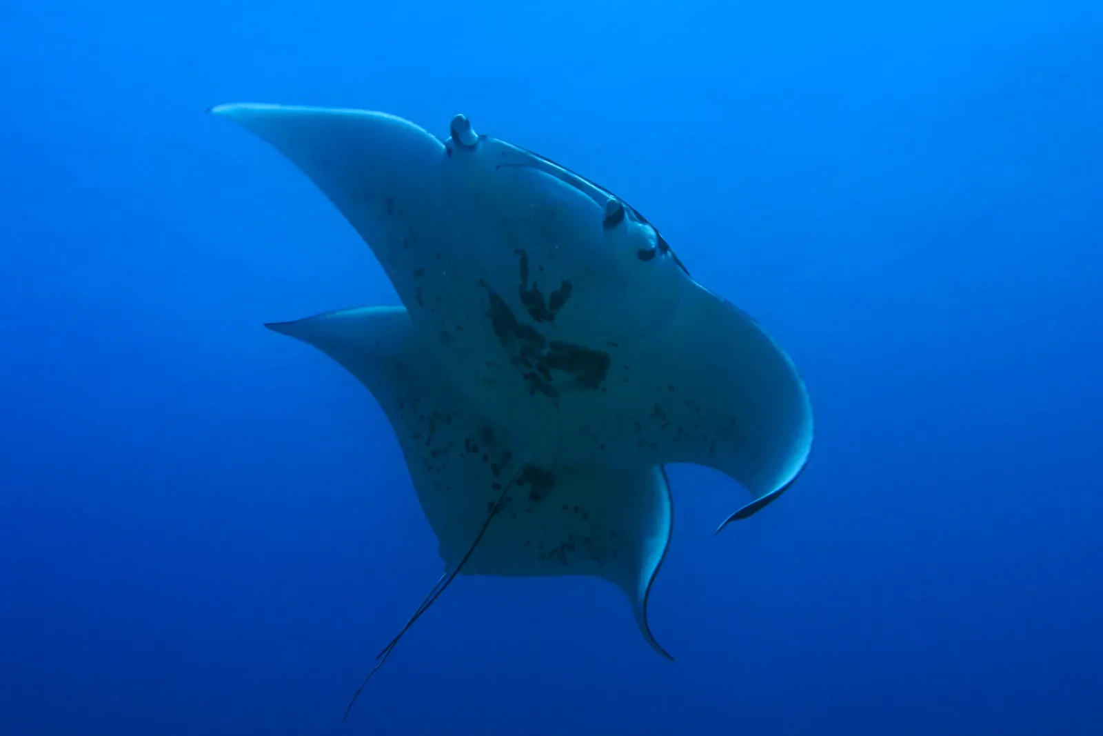 Why It Matters: Somersaults, Survival, and a Changing Ocean (Pair of Manta Rays, Public domain)