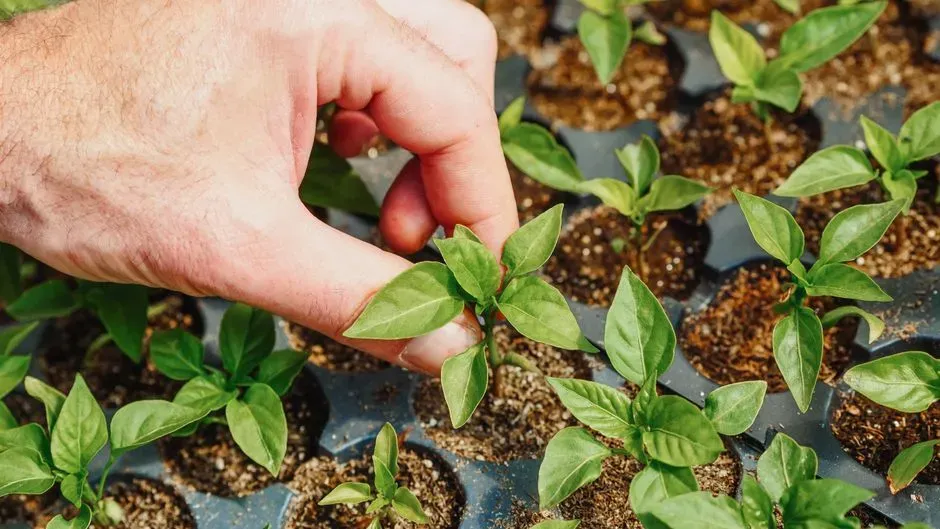 #11 - Pinch Back Seedlings for Bushier Growth (Image Credits: Pexels)