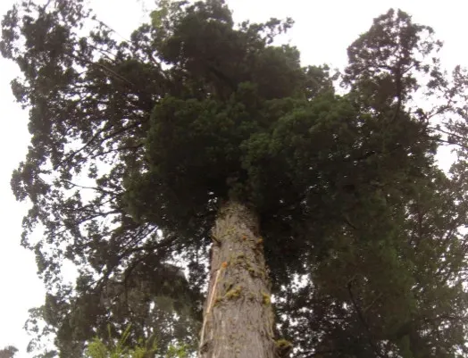 Fitzroya and Alerce Costero: South America’s Silent Timekeepers (Image Credits: Wikimedia)