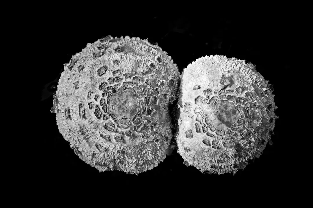 Radiation-Blasted Environments: The Toughest Organisms Known to Science (Image Credits: Unsplash)