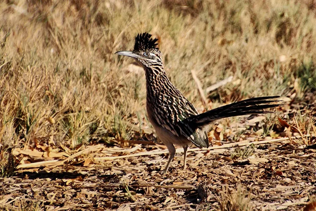 4. Roadrunners: Speed and Shade in the Open Desert (Monkeystyle3000, Flickr, CC BY 2.0)