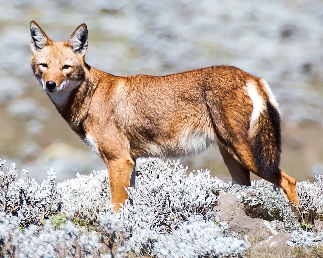 #9 - The Ethiopian Wolf: Africa's Rarest Canid Gets Split Up (By This image was produced by me, David Castor (user:dcastor). The pictures I submit to the Wikipedia Project are released to the public domain. This gives you the right to use them in any way you like, without any kind of notification. This said, I would still appreciate to be mentioned as the originator whenever you think it complies well with your use of the picture. A message to me  about how it has been used would also be welcome. You are obviously not required to respond to these wishes of mine, just in a friendly manner encouraged to. (All my photos are placed in Category:Images by David Castor or a subcategory thereof.), CC0)