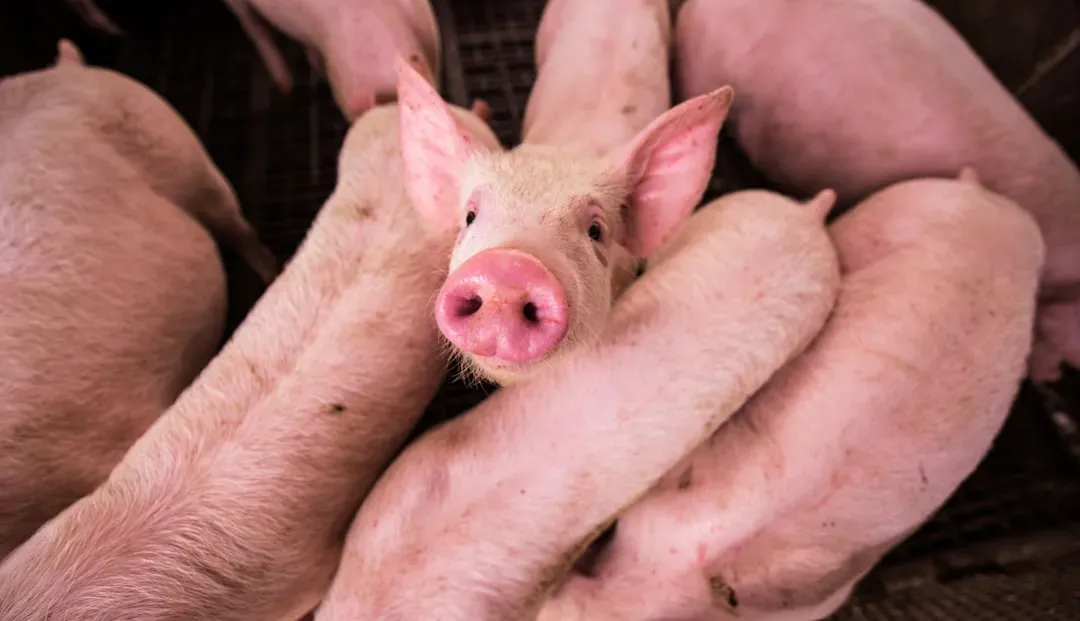 What This Means for How You Treat and Think About Pigs (Image Credits: Unsplash)