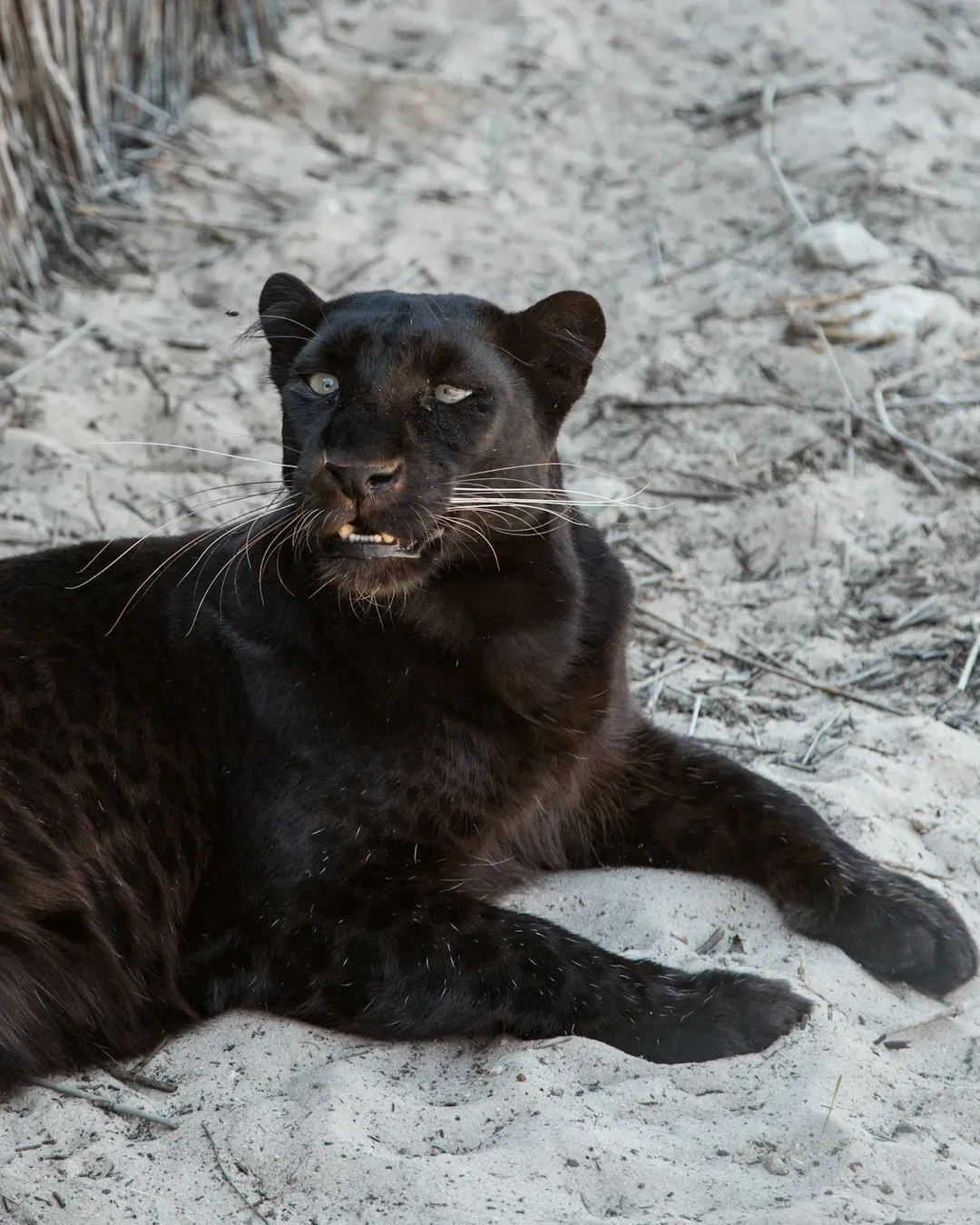 The First Illusion: There Is No “Black Panther” Species (Image Credits: Unsplash)
