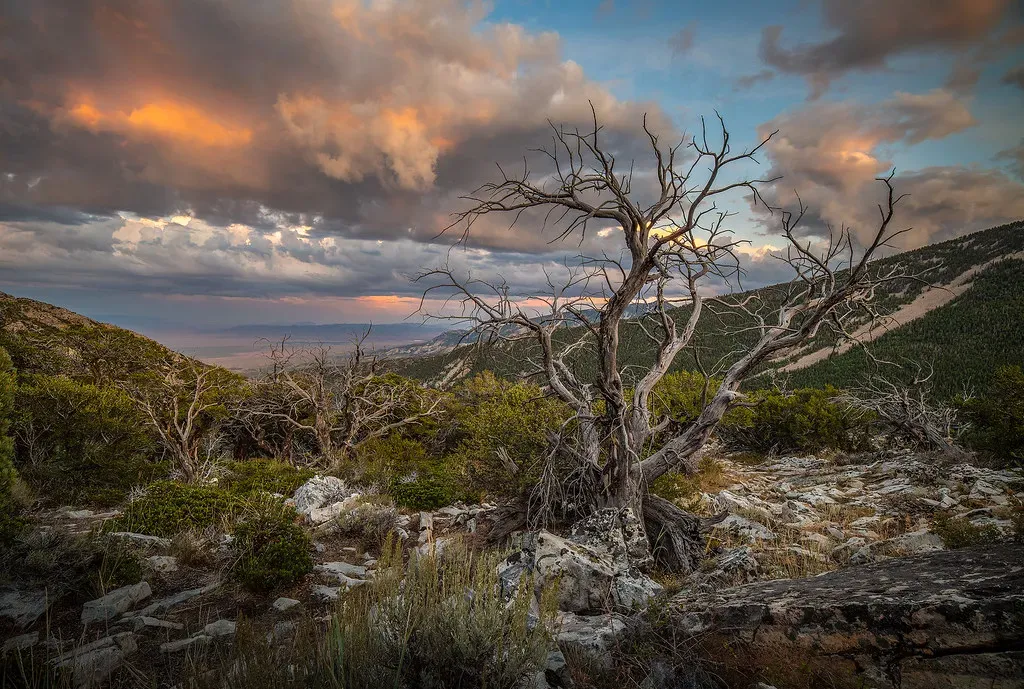 The Great Basin’s Ancient Shrubs and Desert Survivors (Image Credits: Flickr)