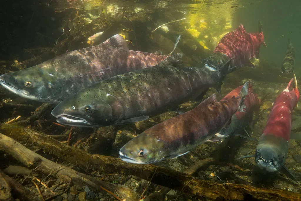 #11 - Sockeye Salmon: Fighting Gravity for Hundreds of Miles (Image Credits: Flickr)