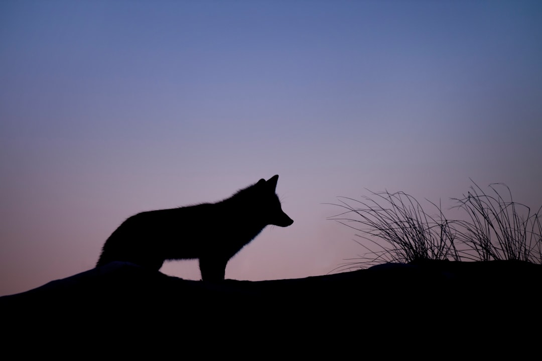 Nocturnal Shifts and Human Avoidance Patterns (Image Credits: Unsplash)