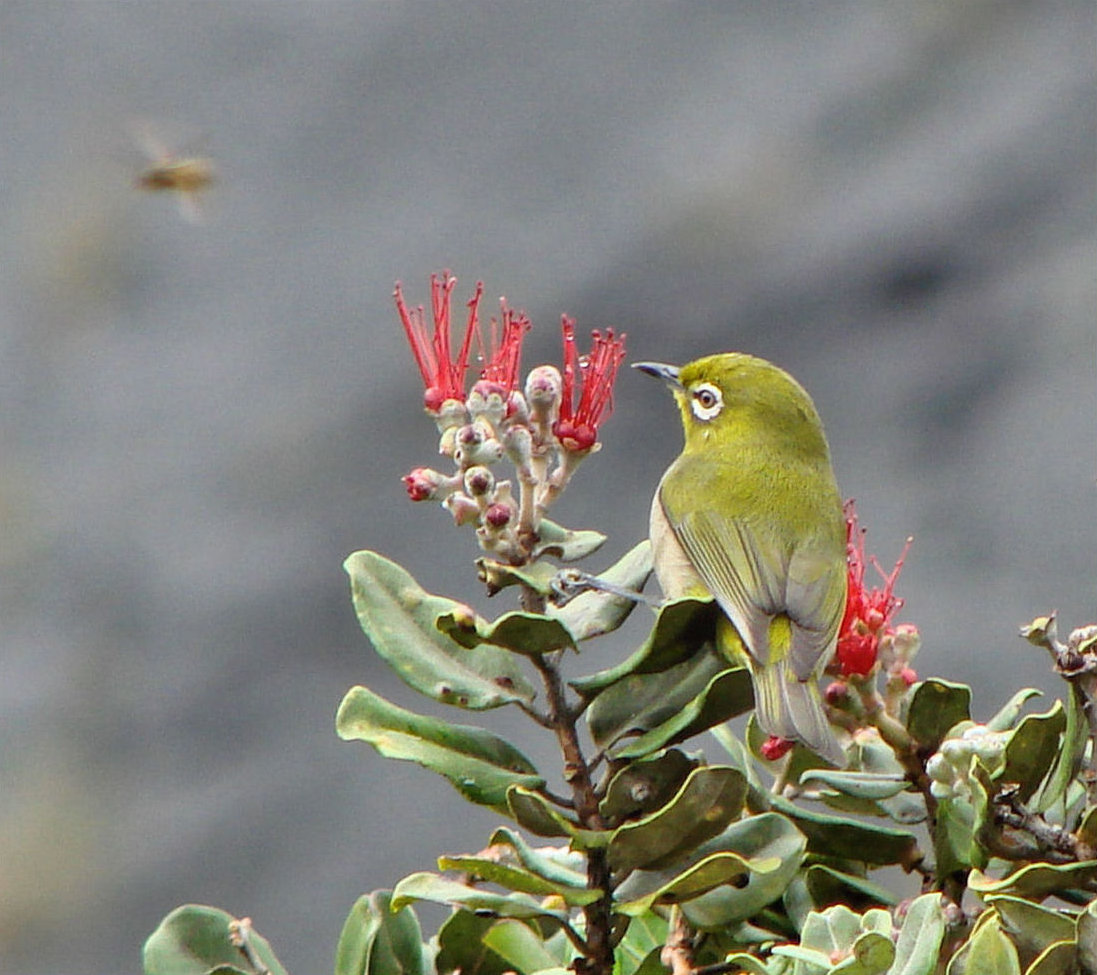Sulfur on the Wind: Insects and Birds Respond to Volcanic Gas Changes (Image Credits: Wikimedia)