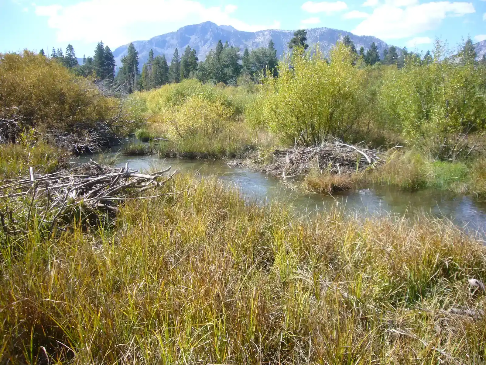 Wetland Makers and Biodiversity Boosters: Life Behind the Dams (Image Credits: Wikimedia)
