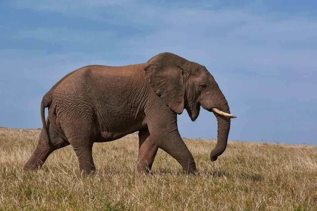 Elephants: Low-Frequency Vibrations Through the Ground (Image Credits: Unsplash)