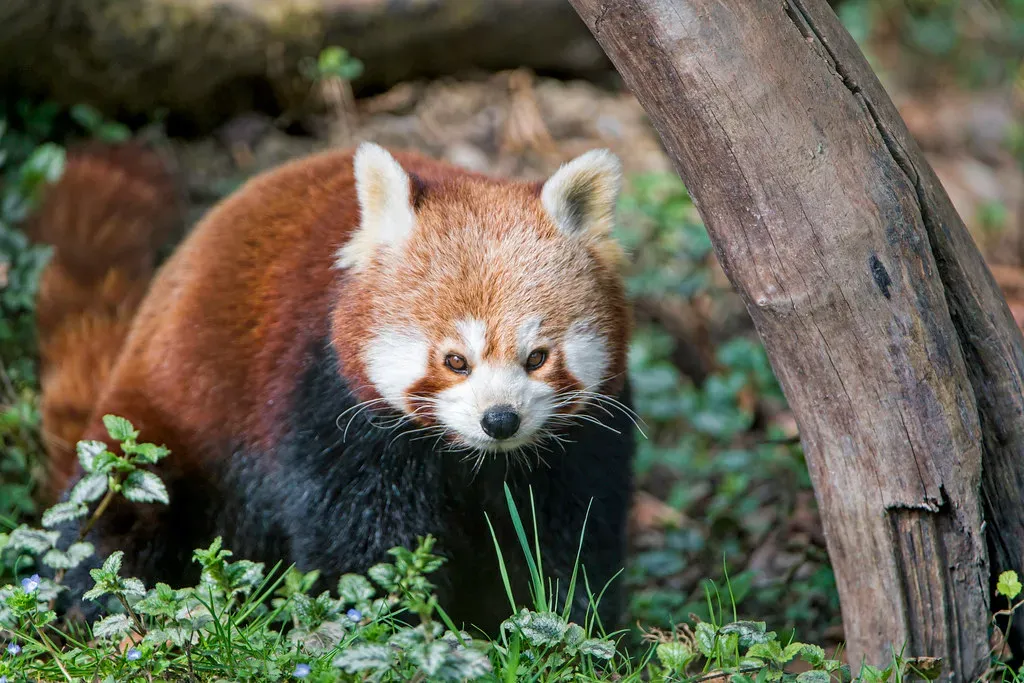 Conclusion: The Rare Neighbors We Almost Never See (Image Credits: Flickr)