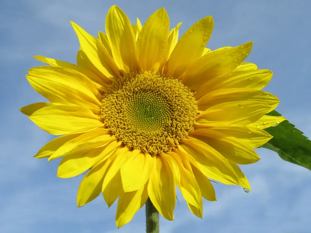 Conclusion: You Were Never Meant to Miss This (Image Credits: Flickr)