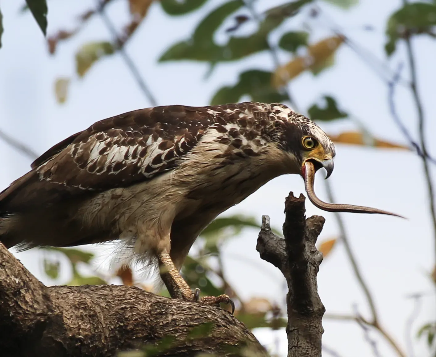 3. The Crested Serpent Eagle – The Forest Snake Hunter (By Shahadut Hossain, CC BY-SA 4.0)