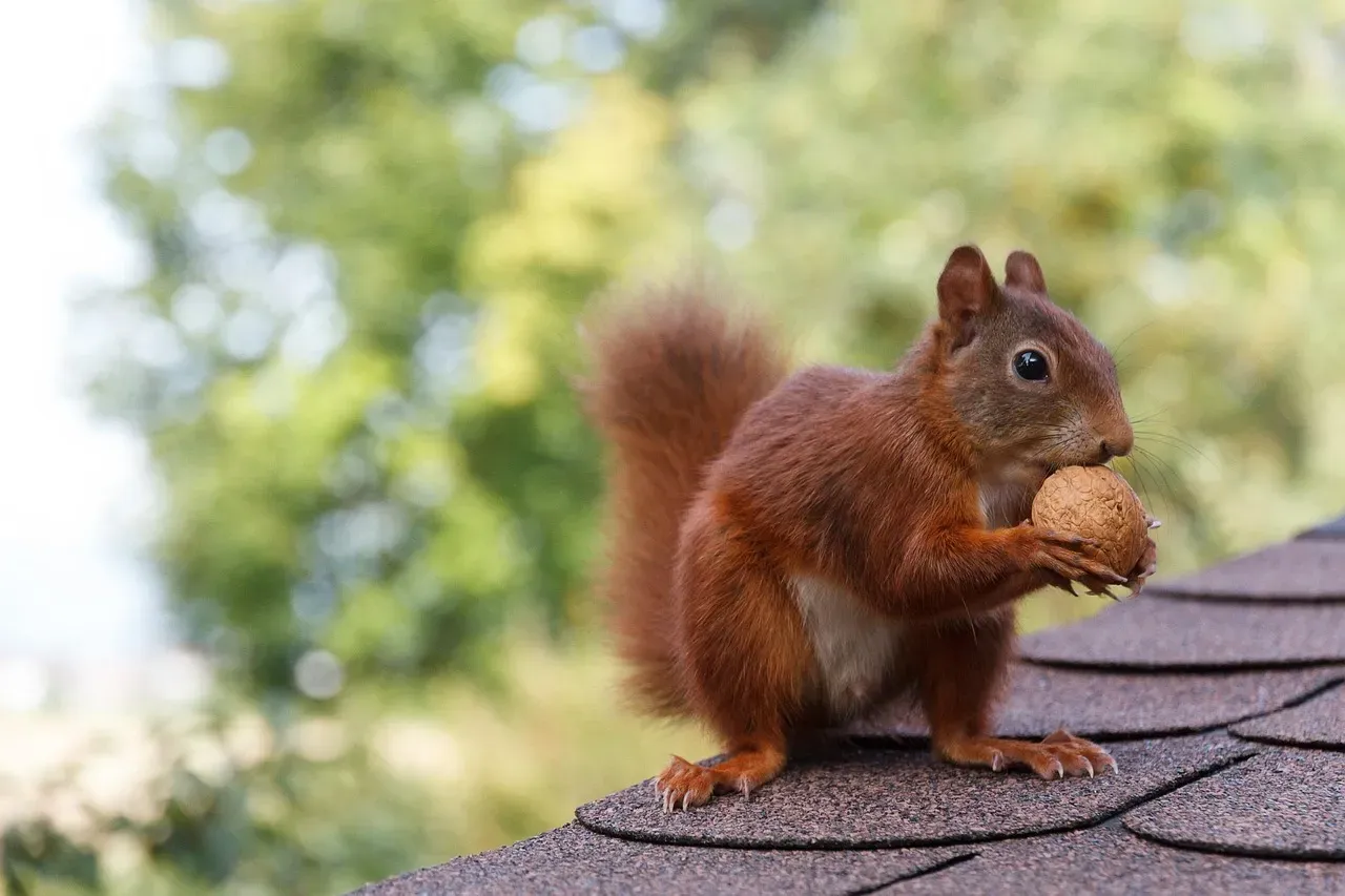 1. You Think They Forget Their Nuts, But They’re Actually Using A Smart System (Image Credits: Pixabay)