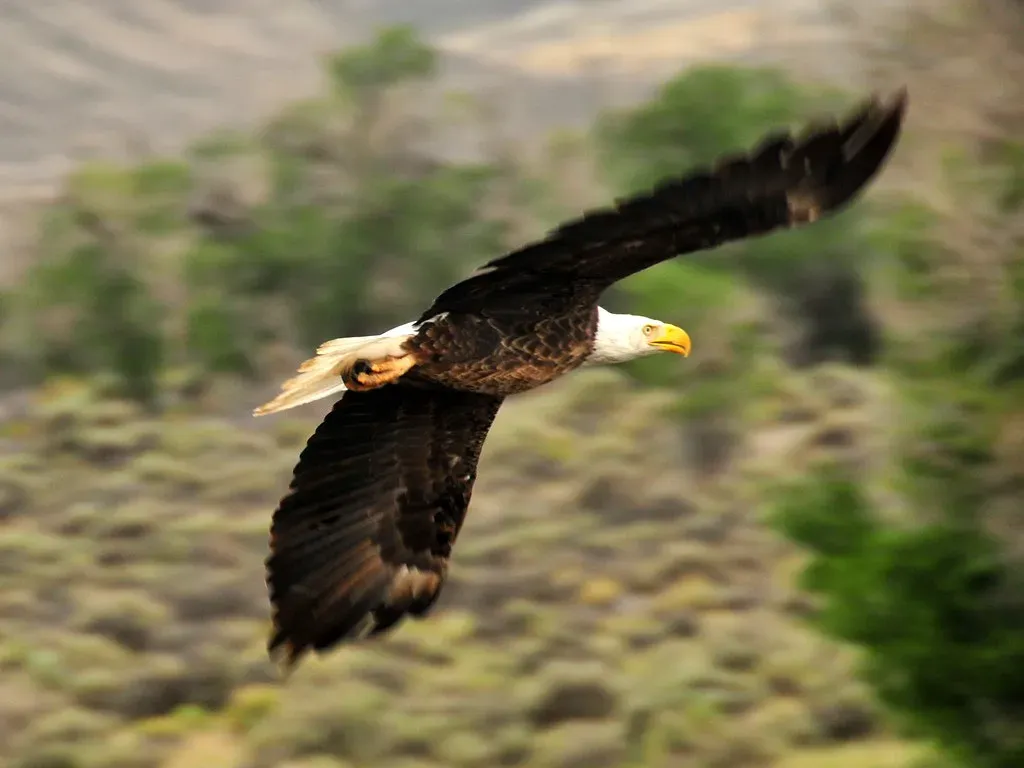 Capricorn: Bald Eagle (Image Credits: Flickr)