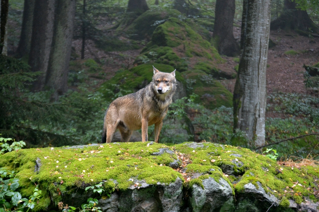 Loyal and Intuitive: The Wolf Personality (Image Credits: Rawpixel)