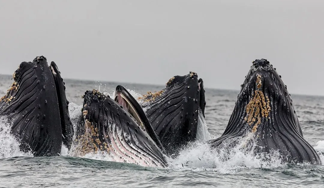 7. Humpback Whales "Kelping" Around the Globe (Image Credits: Unsplash)