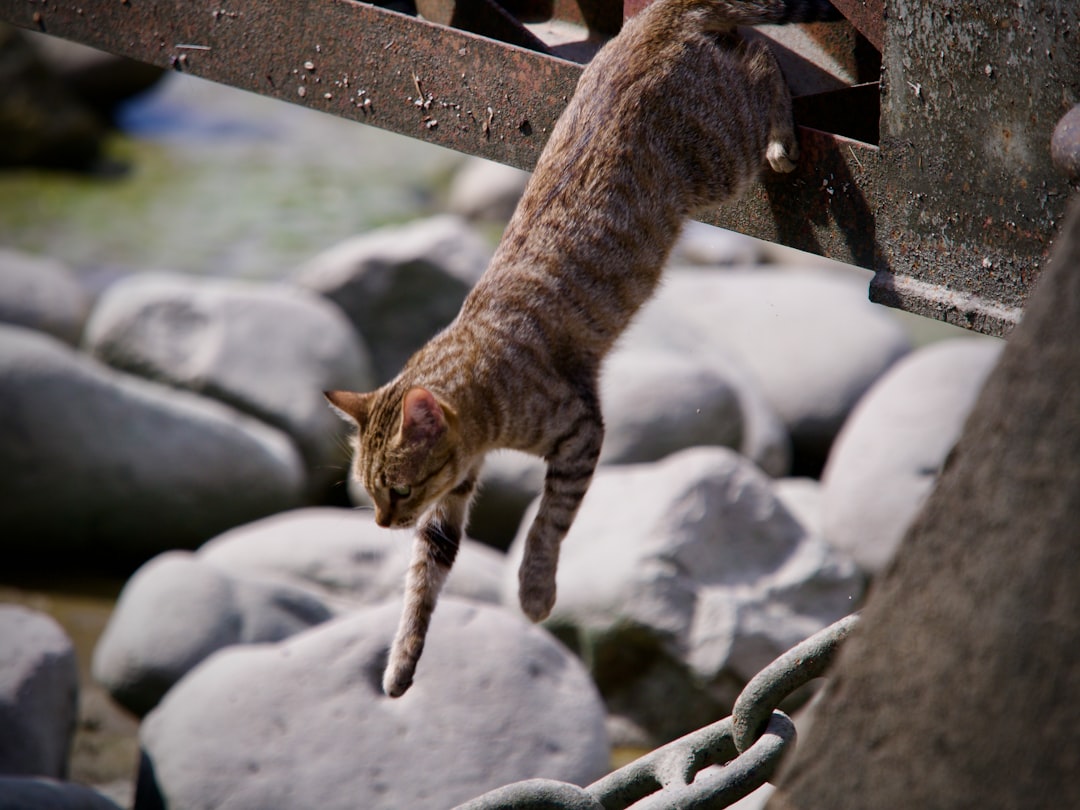 Shock Absorbers: Paws, Spine, and Flex (Image Credits: Unsplash)