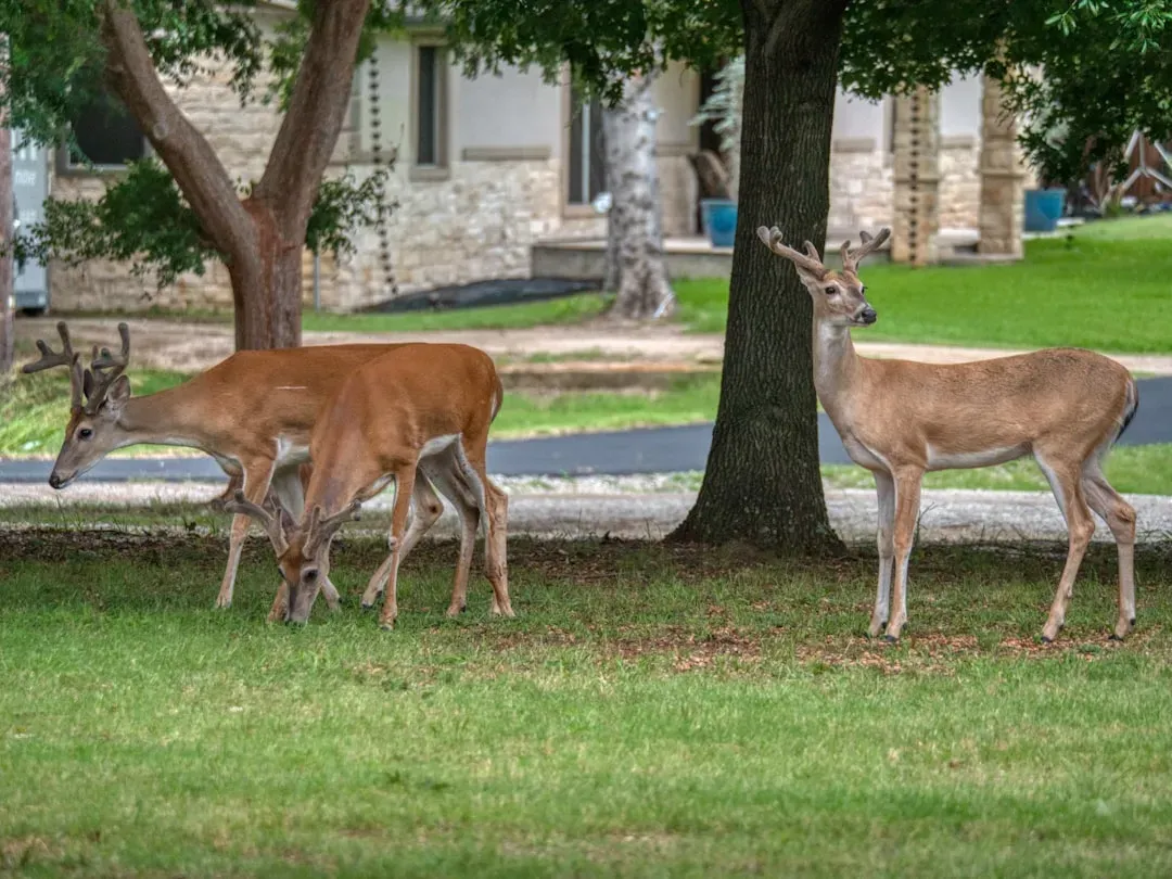 How Your Pets, Landscaping, and Habits Attract Deer Attention (Image Credits: Unsplash)