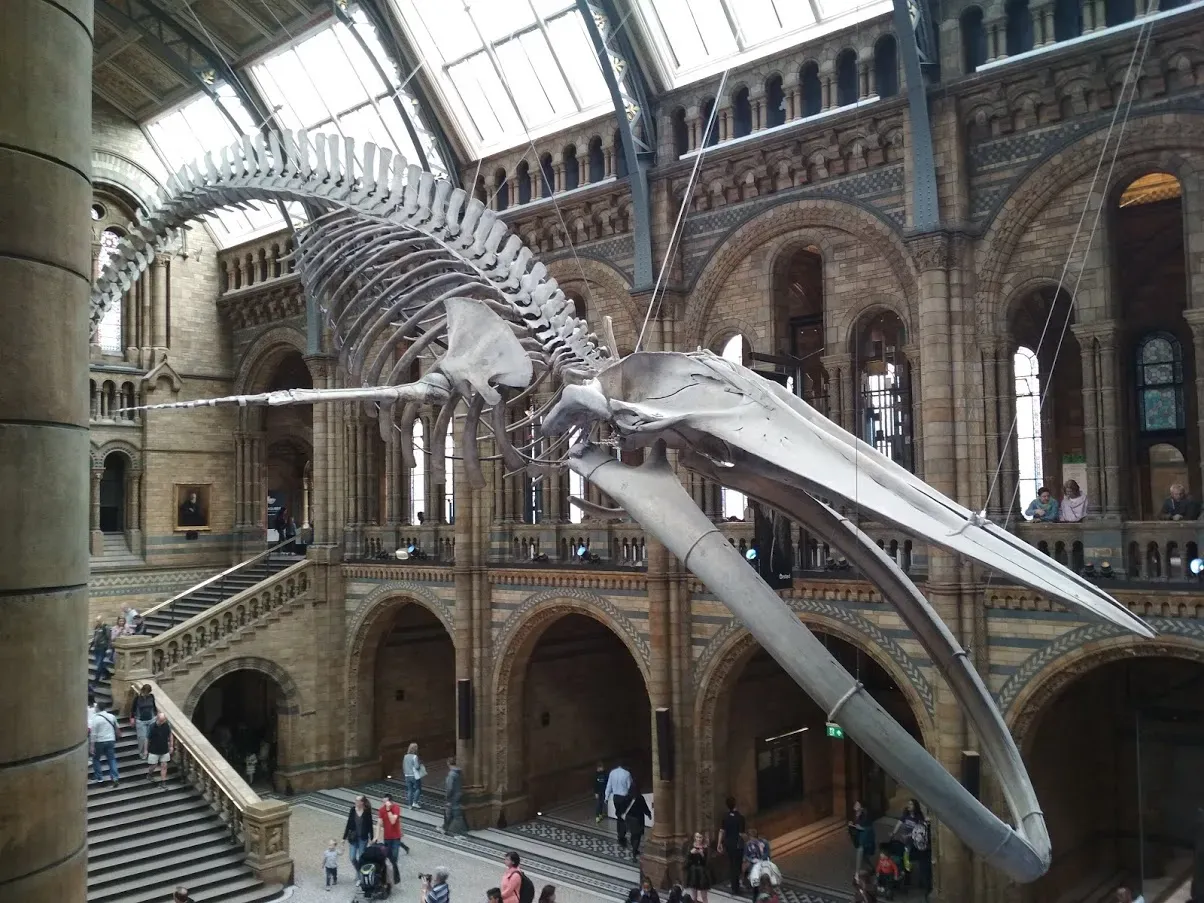 #12 - The Unseen Time-Lapse Skeleton of a Whale (By Jan Beránek, CC BY-SA 4.0)