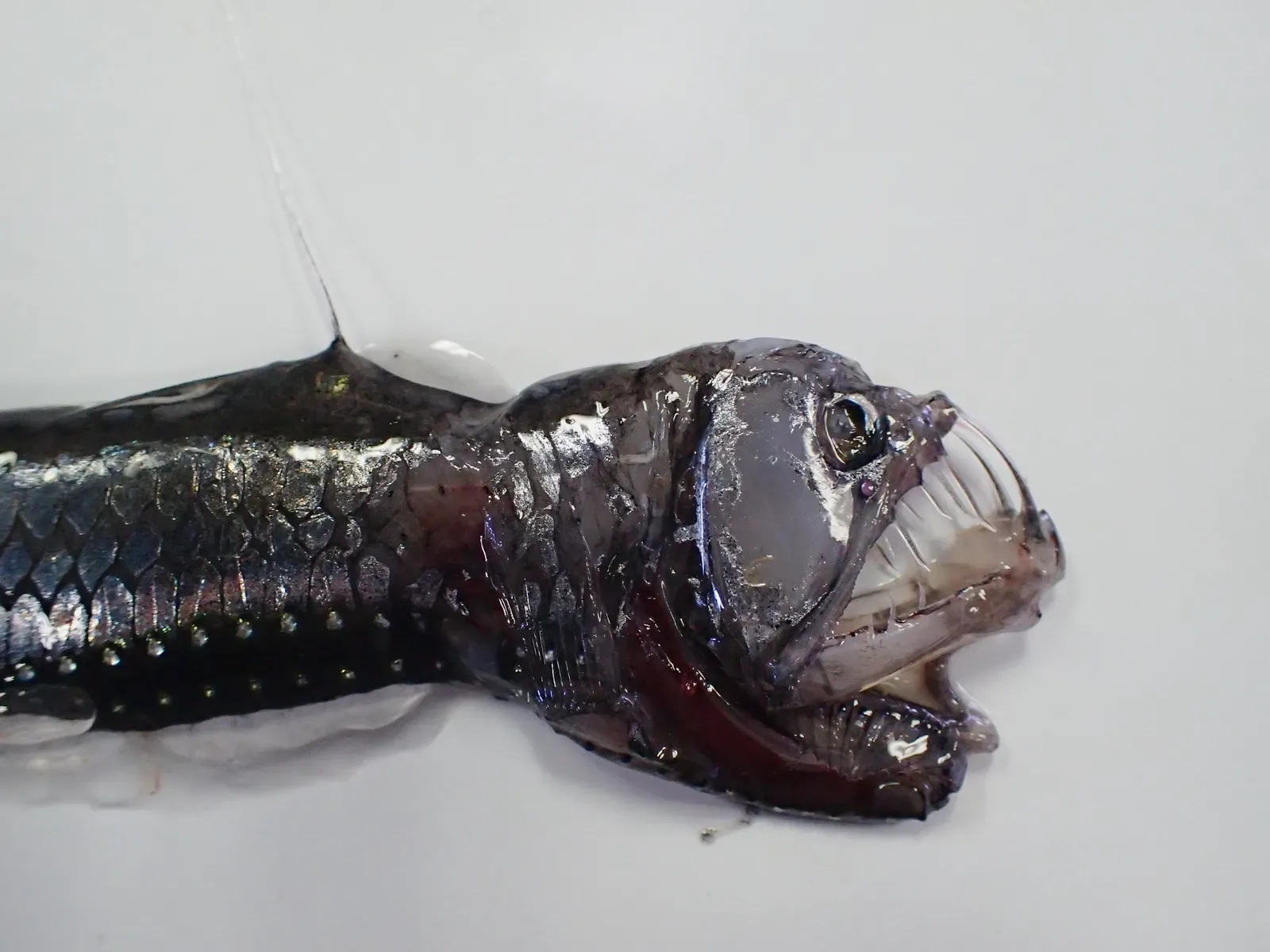 Conclusion: Absurd Mouths, Ruthless Logic (Grand croc petit fil (Chauliodus sloani) de Méditerranée, CC BY 4.0)