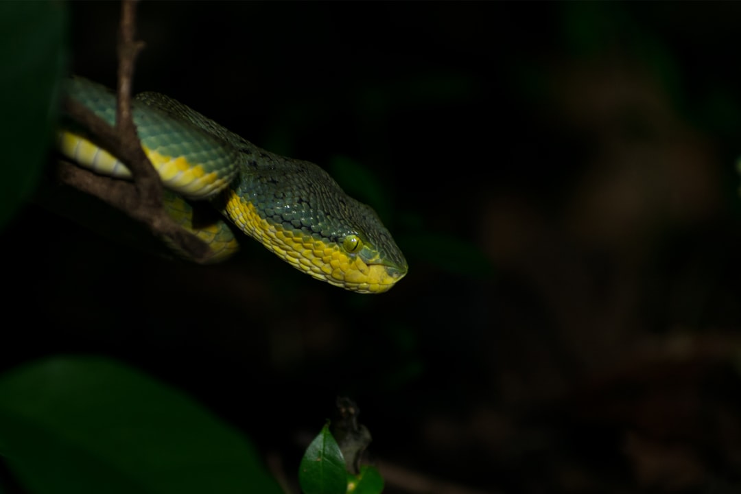 Reptilian Responses to Lunar Cycles (Image Credits: Unsplash)