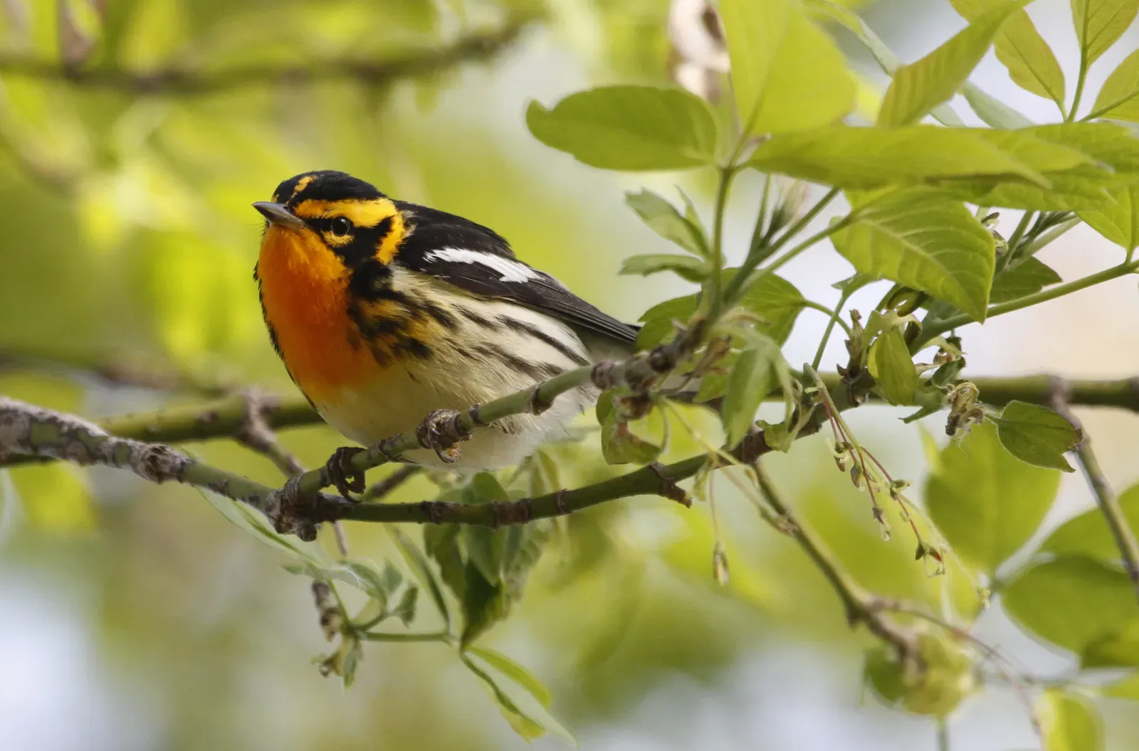 Tamarac National Wildlife Refuge, Minnesota (Blackburnian Warbler, CC BY-SA 2.0)